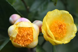 Loài hoa vài chục triệu/kg, nhà giàu coi như "báu vật"