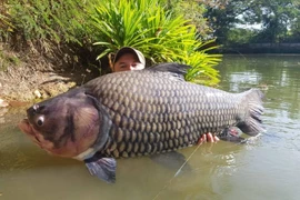 Tận thấy loài cá khổng lồ, 500.000 đồng/kg thương lái lùng mua