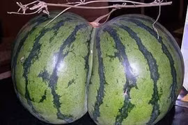 "Ngượng chín mặt" những loại rau, củ, quả hình giống cơ thể người 