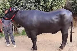 Con bò đắt hơn "siêu xe", đại gia trả 75 tỷ vẫn bị từ chối 