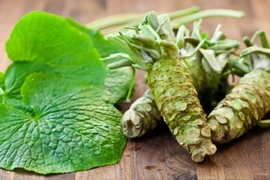 Loại củ đắt bậc nhất thế giới, 6 triệu đồng/kg tại Việt Nam 