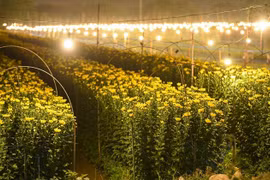 Làng hoa khắp cả nước tất bật vào vụ Tết 