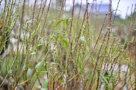 'Thủ phủ' đào phai xứ Thanh xuống lá chờ đón Tết Nguyên đán