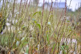 'Thủ phủ' đào phai xứ Thanh xuống lá chờ đón Tết Nguyên đán