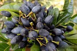 Loại quả xưa "rẻ bèo" nay đắt hơn thịt vẫn hút khách thành phố 