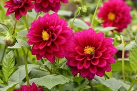 6 loại hoa màu đỏ "gọi tiền bạc" vào nhà 