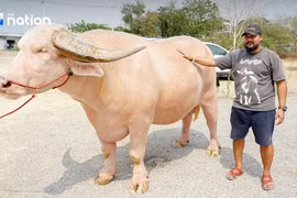 Con trâu bạch tạng 12 tỷ đồng gây sốt ở Thái Lan