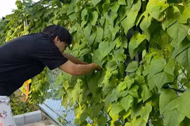 Bên trong 'biệt phủ' ngập tràn cây trái của NSND Xuân Bắc 