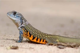 Đặc sản nhìn "sợ khiếp vía" xưa không ai ăn nay gần nửa triệu đồng/kg 