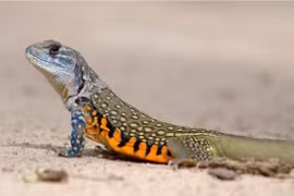 Đặc sản nhìn "sợ khiếp vía" xưa không ai ăn nay gần nửa triệu đồng/kg 