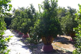 Chưa đến Tết Bính Ngọ, khách đến tận vườn đặt cọc quất cảnh