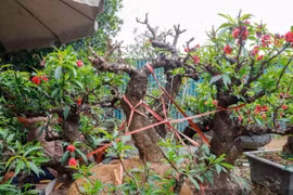 Ngắm đào 'tiến vua' ngủ điều hòa chờ đại gia đón về chơi Tết