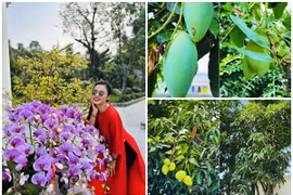 Cận cảnh vườn xoài trĩu quả trong cơ ngơi 3.000m2 của "Người đẹp Tây Đô"