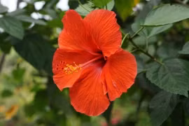 5 loại hoa mang 'vận rủi', không nên trưng trong nhà dịp năm mới 