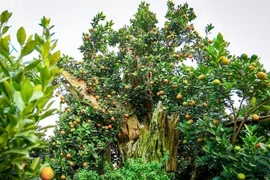 Quất gỗ lũa chục triệu 'ngóng' khách đón về chơi Tết Bính Ngọ 2026