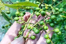 Quả mọc dại ở bìa rừng, 300.000 đồng/kg 'đắt như tôm tươi'