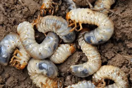 Loài sâu nhìn "sợ khiếp vía" 350.000 đồng/kg tranh nhau mua 