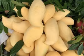 Nguồn gốc xoài vàng ươm, thơm nức "gây sốt" thị trường Việt 