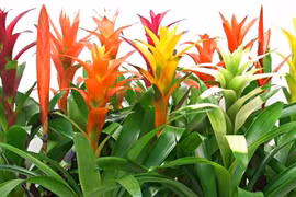 3 cây cảnh là 'bùa may mắn' của nhà phố 