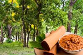 Loại gỗ chứa "vàng thơm", đại gia có tiền cũng khó mua 