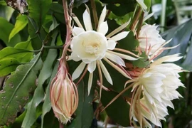 3 loại hoa "hao tiền" không nên trồng trong nhà 