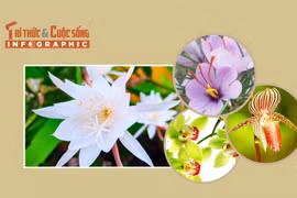 [INFOGRAPHIC] 4 loại hoa đắt nhất thế giới