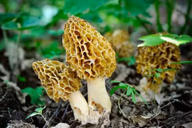 Nấm dại xấu xí "quý như vàng", hơn chục triệu đồng/kg