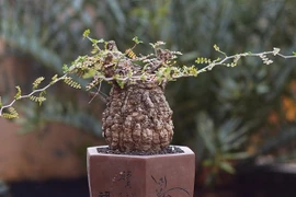 “Quái vật bonsai” giá trăm triệu khiến người chơi mê mẩn 