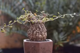 “Quái vật bonsai” giá trăm triệu khiến người chơi mê mẩn 