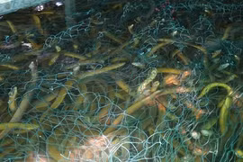 Lươn rớt giá, nông dân “ôm hàng” đối mặt với khó khăn