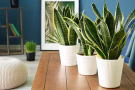 Có thể bạn chưa biết, loạt cây trồng trong nhà xanh tốt quanh năm