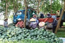 Dưa hấu rớt giá không phanh, người nông dân Quảng Trị được mùa nhưng mất giá