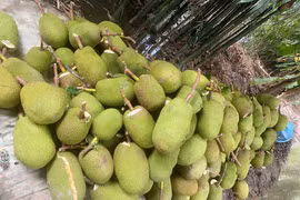 Nông dân, tiểu thương trở tay không kịp với giá mít “lên đỉnh rồi lao dốc”