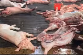 Công ty cung cấp suất ăn khẳng định không cố ý tiếp tay vụ thịt heo bệnh