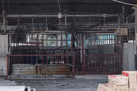 Mục sở thị lò mổ tuồn gần 300 tấn lợn bệnh vào trường học ở Hà Nội