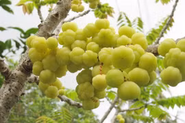 Quả chùm ruột “lên đời”, từ hàng rào quê thành đặc sản giá 180.000 đồng/kg