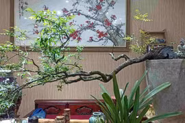 Xử lý nghiêm việc khai thác, mua bán trái phép cây Muội Hồng 