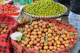 Mận Sơn La đầu mùa “đội giá”, người mua vẫn xuống tiền