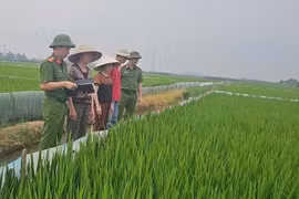 Nguy hiểm từ việc dùng điện để bẫy chuột tại Hải Phòng