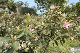 Bỏ ghế giám đốc về quê trồng loài cây mọc hoang, ngờ đâu hóa 'mỏ vàng'