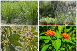 10 loại cây đuổi rắn hiệu quả nên trồng quanh nhà 