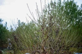 Nhà vườn Nhật Tân tất bật tuốt lá đào chuẩn bị cho Tết Nguyên đán