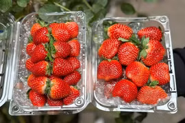 Dâu tây Mộc Châu đầu mùa nửa triệu đồng/kg vẫn hút khách 