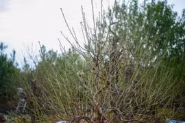 Nhà vườn Nhật Tân tất bật tuốt lá đào chuẩn bị cho Tết Nguyên đán