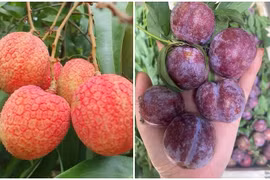 Vải u trứng, mận Pu Nhi đắt khách dịp Tết Đoan Ngọ