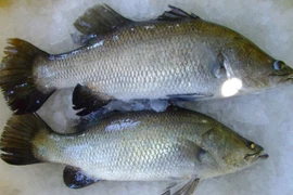 Bất ngờ loại cá "tốt hơn cá hồi", bán đầy chợ mạng 