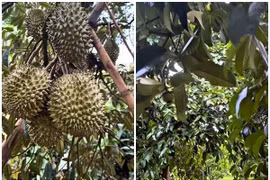 Bên trong vườn trái cây rộng thênh thang của Hoài Linh