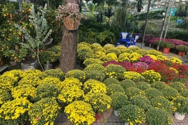 Cúc mâm xôi nở sớm trước Tết, nhiều nơi kêu gọi 'giải cứu'