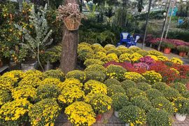 Cúc mâm xôi nở sớm trước Tết, nhiều nơi kêu gọi 'giải cứu'