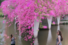 Rực rỡ sắc hồng điểm check-in hoa giấy “hot nhất” tại Hưng Yên